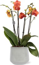 Mimesis pot plant combinatie Orchidee plant Phalaenopsis Marvellous Oranje met pot Anja Lasur Green ø17cm kamerplanten