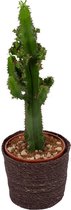 Cactus van Botanicly – Cactus in grijs mand pot als set – Hoogte: 65 cm – Euphorbia Eritrea