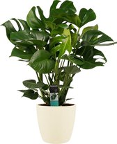Decorum Monstera Deliciosa - Gatenplant - Kamerplant - Met Elho® Brussels Bloempot Soap  - 70cm - Potmaat 24cm