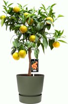 Fruitgewas van Botanicly – Citrus Clementine in groente ELHO plastic pot als set – Hoogte: 85 cm