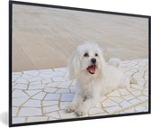 Photo encadrée - Un chien maltais se trouve sur un chemin cadre photo noir 60x40 cm - Affiche encadrée (Décoration murale salon / chambre)
