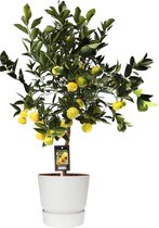 Fruitgewas van Botanicly – Citrus limetta Pursha in witte ELHO plastic pot als set – Hoogte: 85 cm