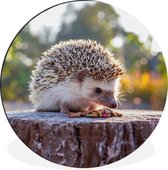 WallCircle - Cercle Mural - Cercle Mural - Hérisson - Souche d'Arbre - Soleil - Aluminium - Dibond - 60x60 cm - Intérieur et Extérieur