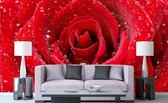 Dimex Red Rose Vlies Fotobehang 375x250cm 5-banen