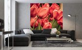 Dimex Red Tulips Vlies Fotobehang 225x250cm 3-banen