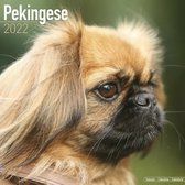 Pekingese - Pekinesen 2022 - 18-Monatskalender mit freier Do