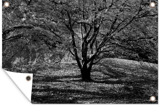 Een esdoorn tijdens de herfst - zwart wit - Tuinposter