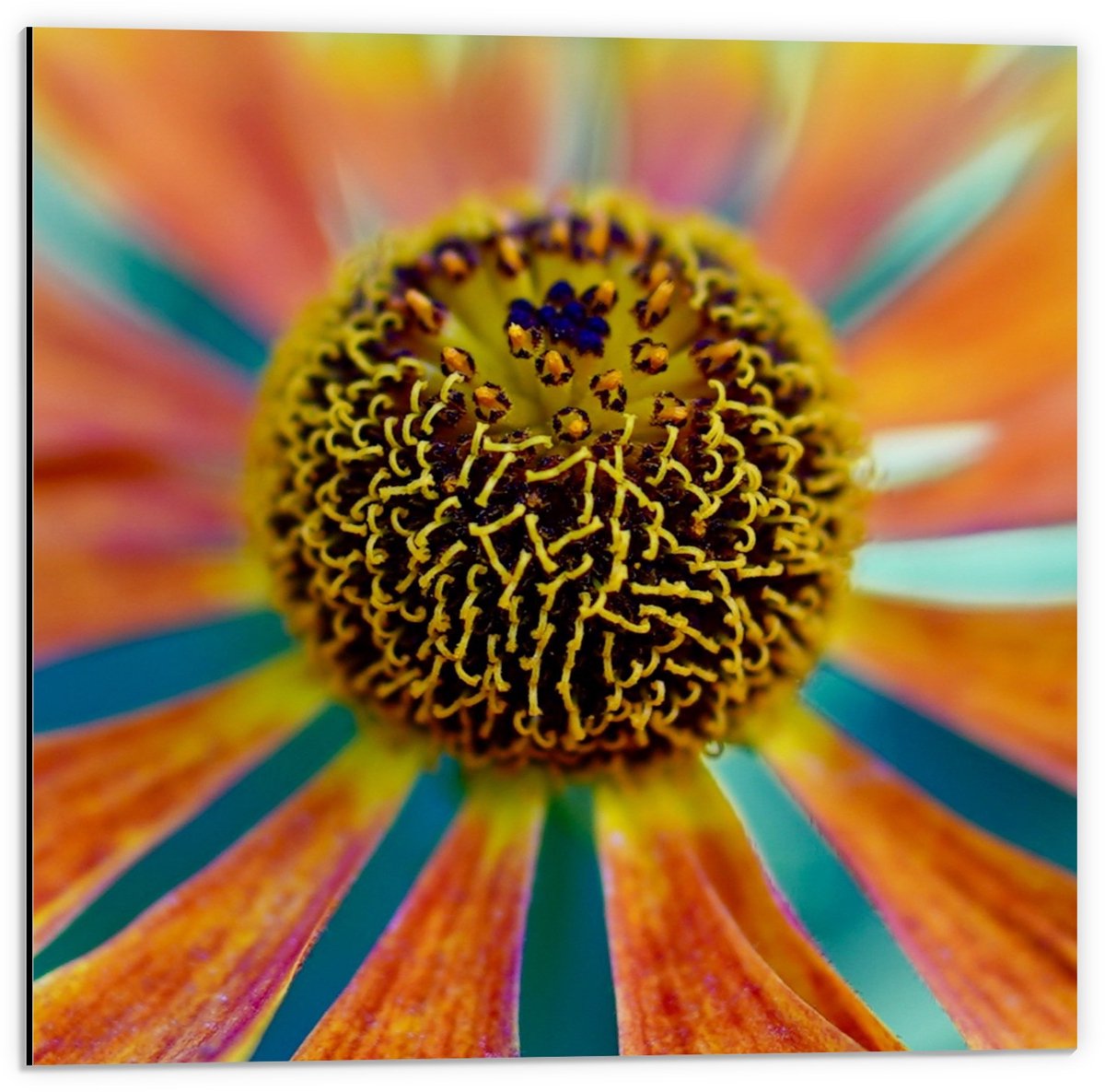 KuijsFotoprint Dibond - Bloem met veel Kleuren - 50x50cm Foto op Aluminium (Wanddecoratie van metaal) Blauw