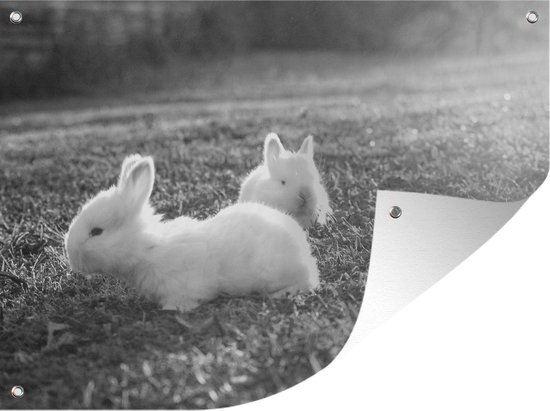 Tuinschilderij Twee baby konijnen spelend in het gras - zwart wit - 80x60 cm - Tuinposter - Tuindoek - Buitenposter