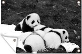 Tuindecoratie Pasgeboren panda's liggen bij elkaar - zwart wit - 60x40 cm - Tuinposter - Tuindoek - Buitenposter