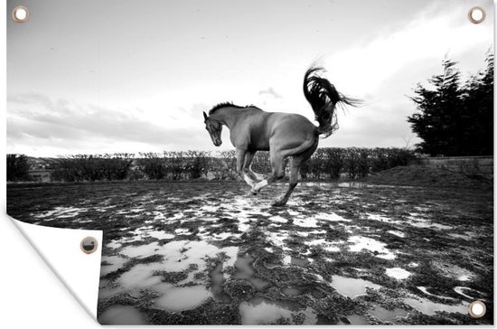 Muurdecoratie Bokkend paard in de waterplassen - zwart wit - 180x120 cm - Tuinposter - Tuindoek - Buitenposter