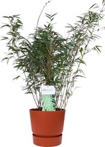 Gras van Botanicly – Fargesia bamboe in roodbruin ELHO plastic pot als set – Hoogte: 79 cm – Fargesia rufa