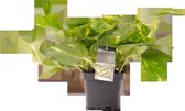 Decorum Philodendron Scandens - Kamerplant - ø12cm - 15cm