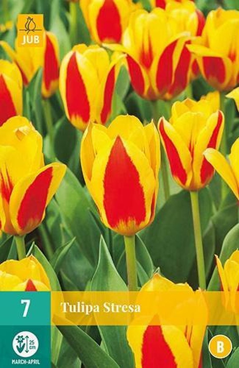 X 7 Tulipa Stresa