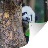 Tuinposters Panda - Boom - Bos - 50x50 cm - Tuindoek - Buitenposter