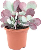 SIMPLYBLOOM.EU - Cotyledon Pink Leaves