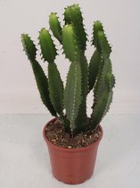 Cactus van Botanicly – Wolfsmelk – Hoogte: 55 cm – Euphorbia Tirucalli