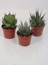 Cactussen van Botanicly – 3 × Cactus – Hoogte: 20 cm – Euphorbia Eritrea
