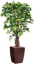 HTT - Kunstplant Ficus in Genesis vierkant bruin H165 cm