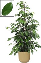 FloraExpert - Ficus - 105 Cm - Ø 22