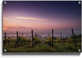 Walljar - Vineyard Sunset - Muurdecoratie - Plexiglas schilderij