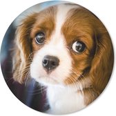 Muismat - Mousepad - Rond - Ene portret van een jonge puppy - 40x40 cm - Ronde muismat