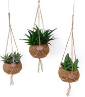 Hellogreen Kamerplant - Set van 3 - Aloë Mix - 25 cm - Kokodama hangplant