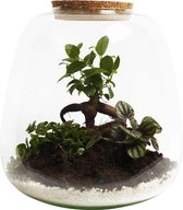 NIEUW Ficus Ginseng Bonsai in glas – Ecosystem – Ecosysteem in Glas – Met 3 leuke Planten (Bonsai, Peperomia, Sedum) – Ø 23.5 cm – Hoogte 25 cm | Kamerplant