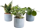 Hellogreen Kamerplant - Trio Klein Groen - 15 cm - Laos keramiek Blauw