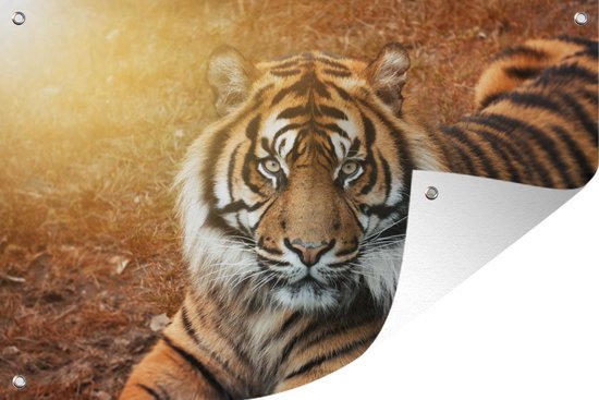 Décoration de jardin Portrait - Tigre - Soleil - 60x40 cm - Poster jardin