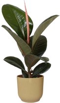Kamerplant van Botanicly – Rubberboom in beige ELHO plastic pot als set – Hoogte: 35 cm – Ficus Elastica Robusta