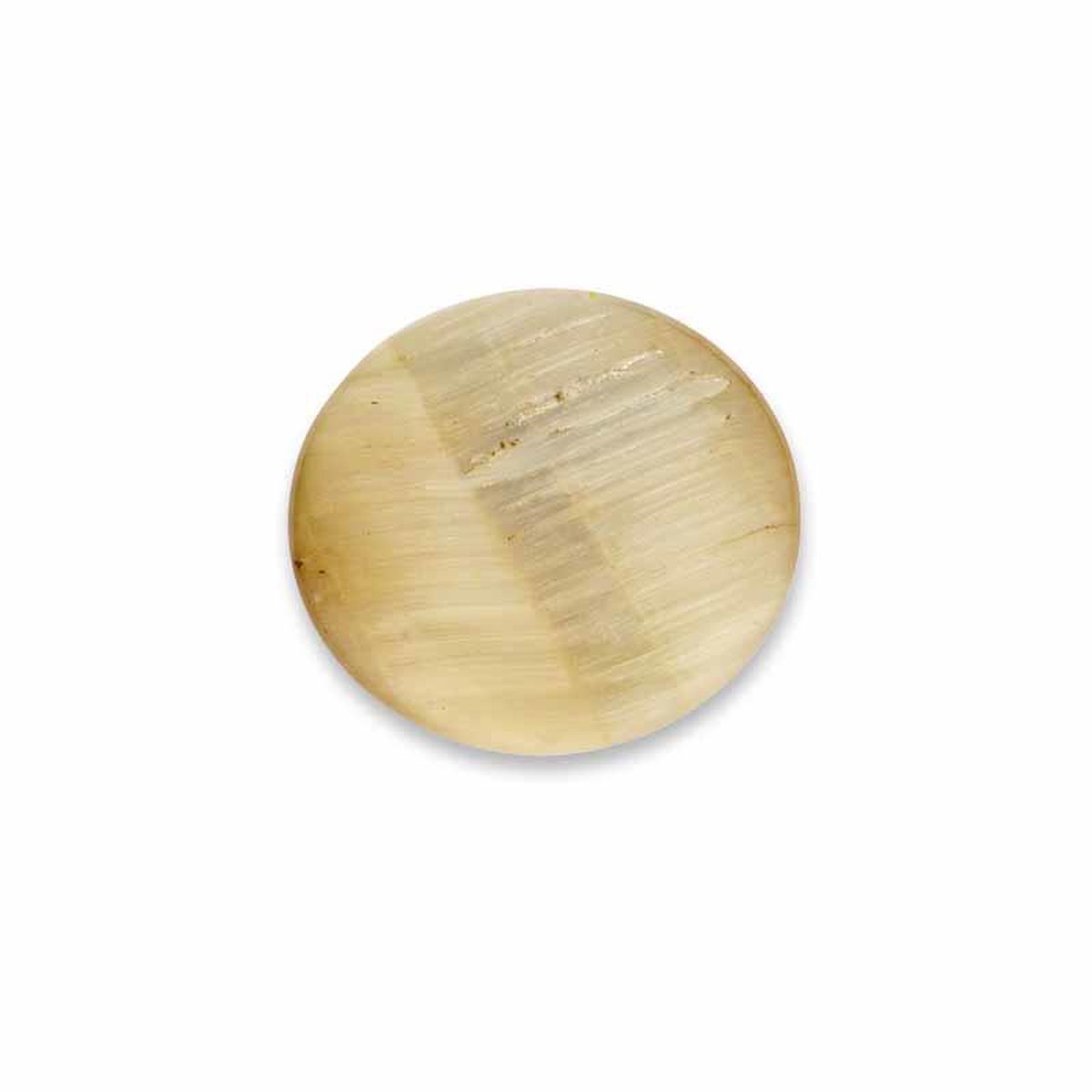 Bruine Oblique Schelp Abalone Munt van MY iMenso