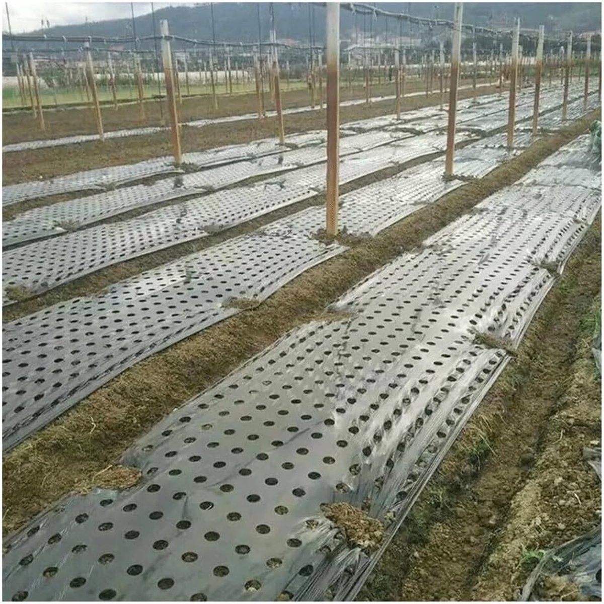 Tuin Mulchfolie - Bodemfolie Bodembedekker - Planten Beschermen - Scheurbestendig PE Materiaal - 10 x 1.35 meter - Zwart