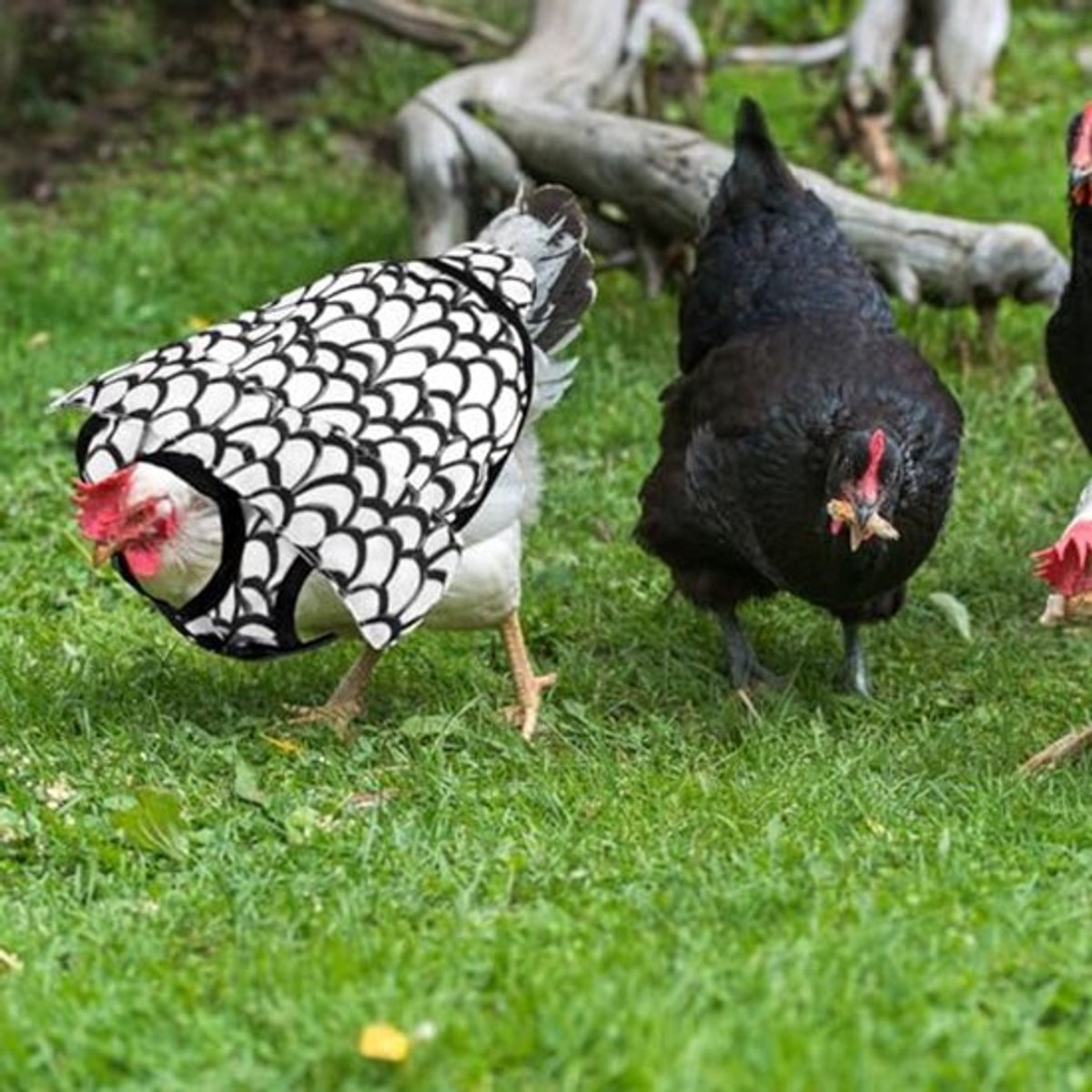 3 stuks paringszadels voor kippen, 3 stijlen rugbeschermers kippenschorten met verstelbare banden kippenschorten en vestzadels voor kippen