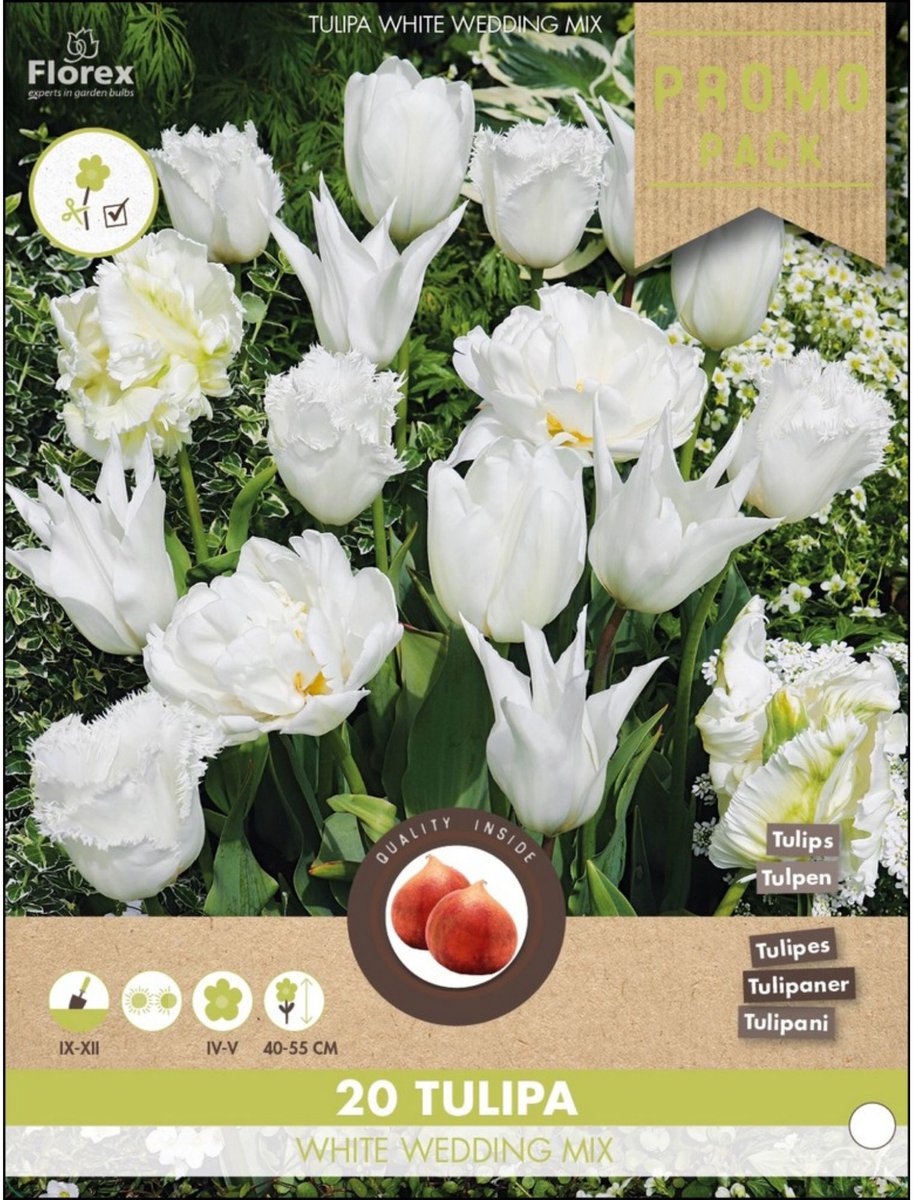 Tulpen White Wedding mix – Tulipa - Grassen/kruiden - Snijbloemen - Voorjaarsbollen - bloeit in April / Mei