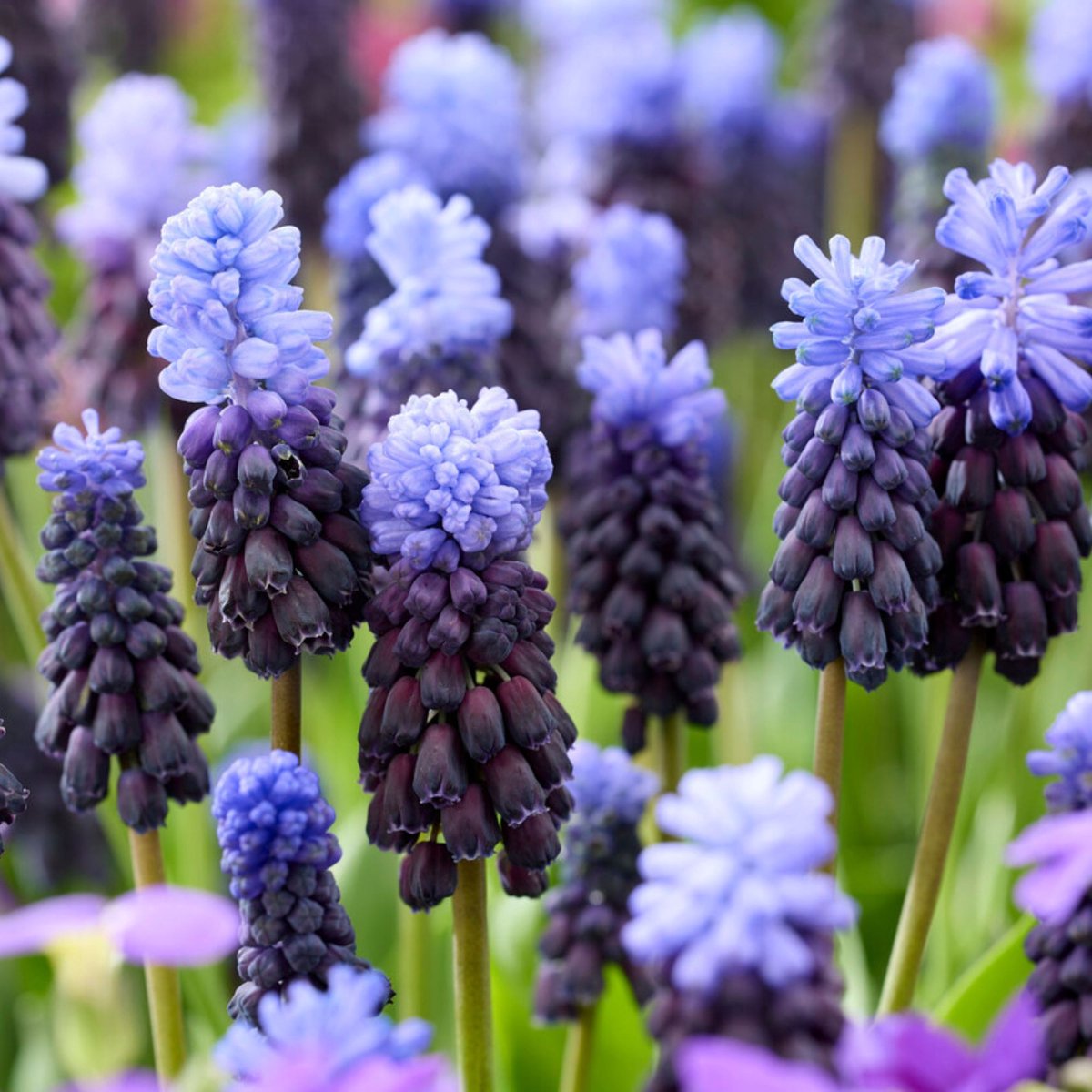 20 Muscari latifolium - Blauwe druifjes - Bijen-Vlinders - Voorjaarsbollen - bloeit in April