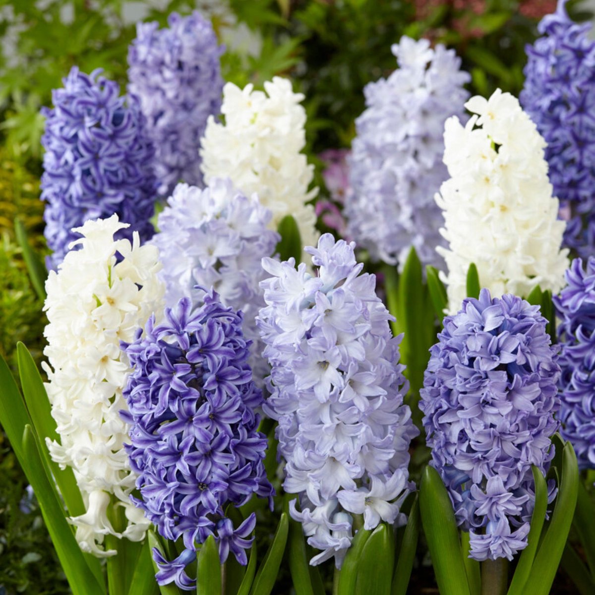Hyacinten Blue Ocean Mix - Hyacinthus - Bijen-Vlinders - Geurend - Voorjaarsbollen - bloeit in Mei
