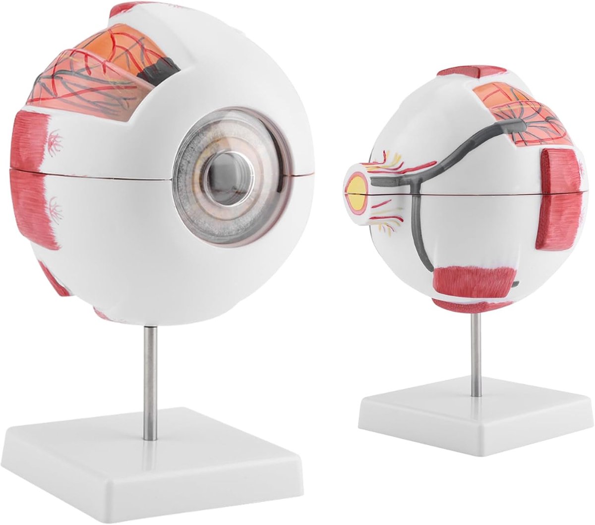 Oog anatomie model, oogbol model 6X vergroting verwijderbaar met optische hoornvlies, iris, lens voor anatomie studie onderwijs oogbal model, medische opvoeding en display