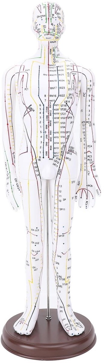 Dailygoods- Acupunctuurmodel Mannelijk/Vrouwelijk - Drukpunt/Meridianenmodel - Acupoint Lichaamsmodel - Acupunctuurpraktijkmodel - High Definition Gravure - Nauwkeurige Positionering