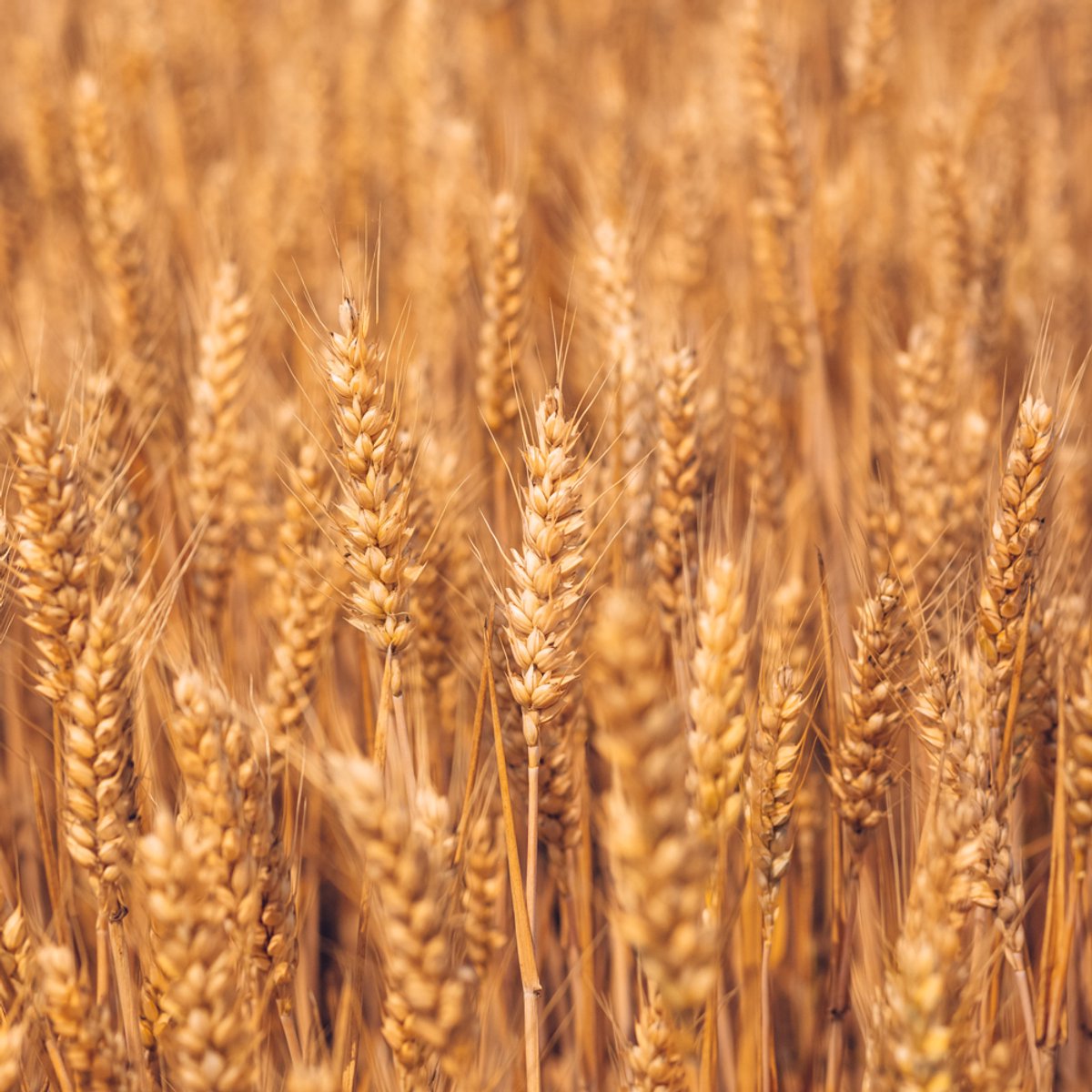 5 kg Gereinigd Tarwe Kippenvoer Pluimveevoer Voer Tarwe Enkelvoudig Voer Vogelvoer Oogst 2025 DML