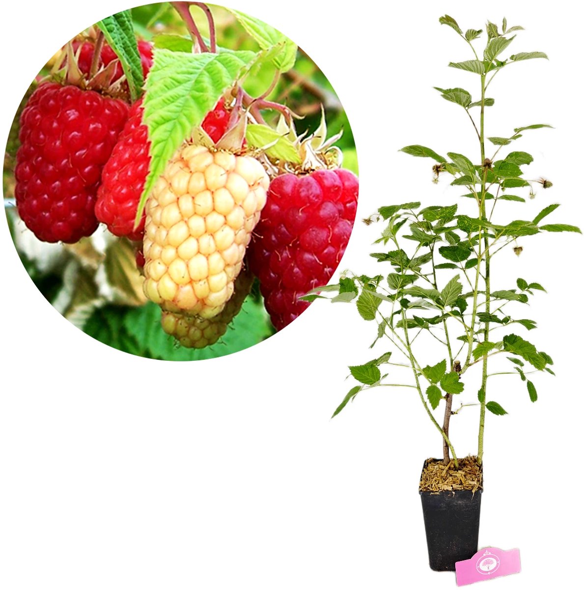 Rubus Ideaus 'Polka' Rode frambozenstruik, 2 liter pot