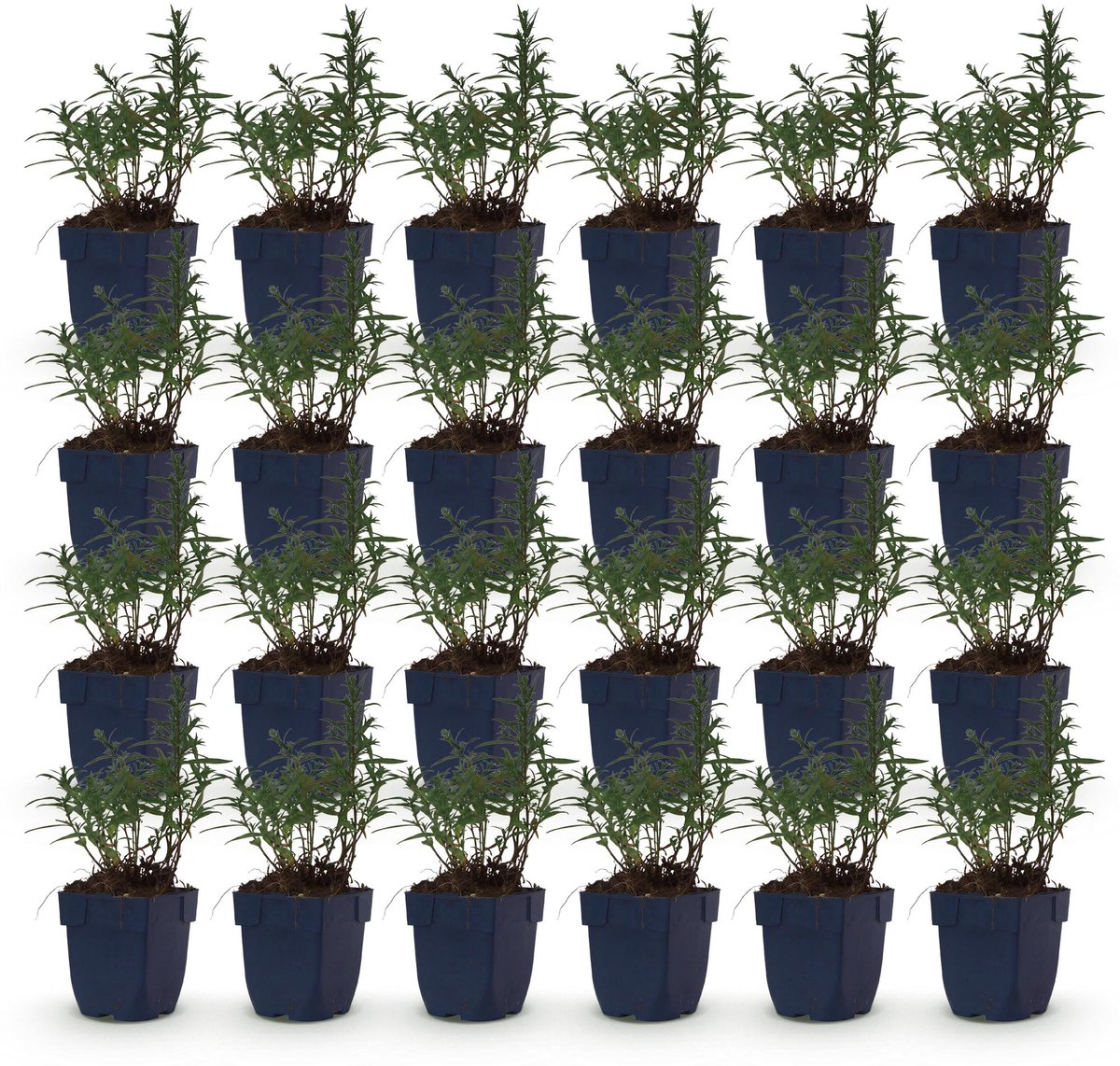 Green boutiQ - Vasteplant - Aster (D) Mittelmeer - Zeeaster - Bijen en Vlinderlokkers - Paars - 24 Planten - Pot 11cm - Hoogte 15-25cm