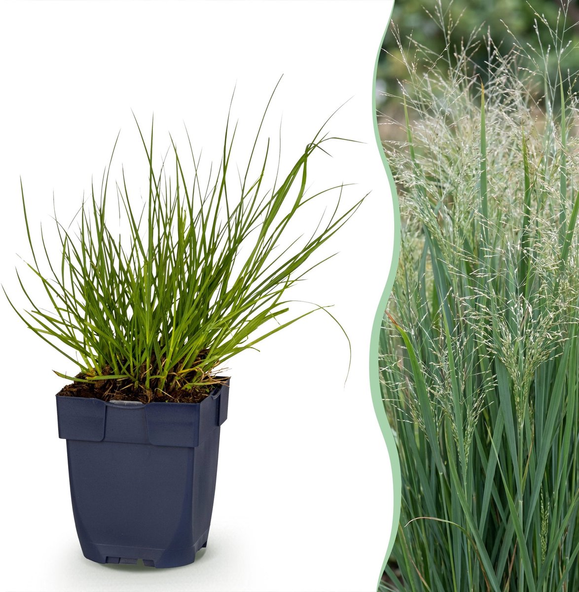 Green boutiQ - Grassen - Panicum virg. Northwind - Prairiegraan - Met Pluim - Groen - 6 Planten - Pot 11cm - Hoogte 15-25cm