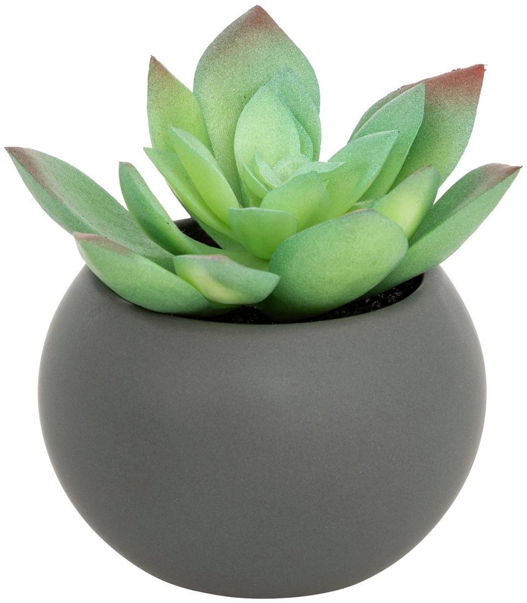 Vetplant in pot ANDA