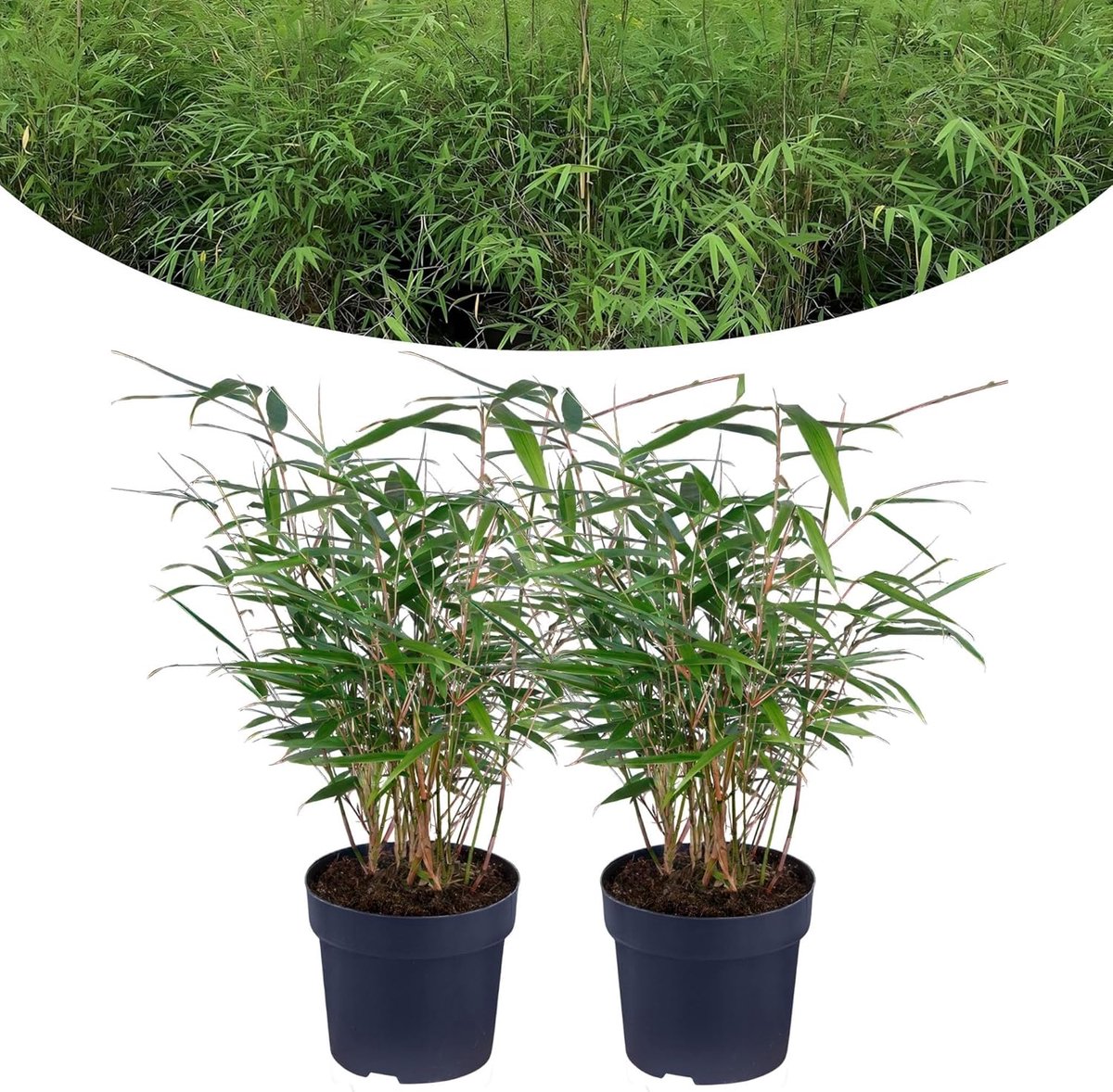 SnelShoppen - Fargesia Bamboe Plant Set van 2 - Sierplant, Sterk, Hoogte tot 200 cm, Groene Tuinplant, Perfect voor Tuin en Terras, Echte Bamboe, Geze