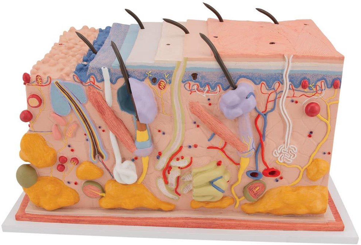 Huid Model - Anatomisch Model Leren Model - Anatomie Studeren - Gedetailleerde Lagen - 44 x 24 x 23 cm