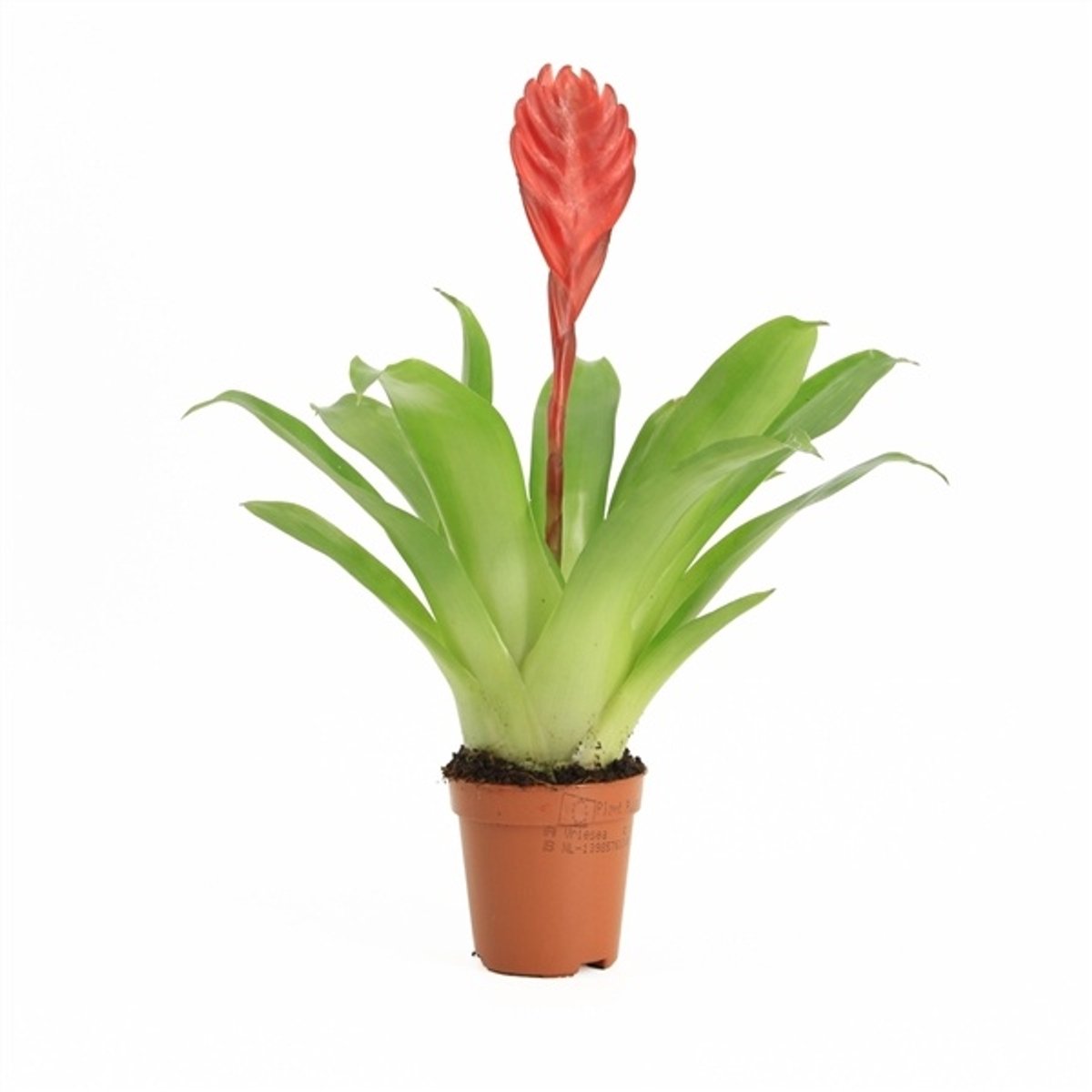Moerings Vriesea Bromelia in 5 cm pot