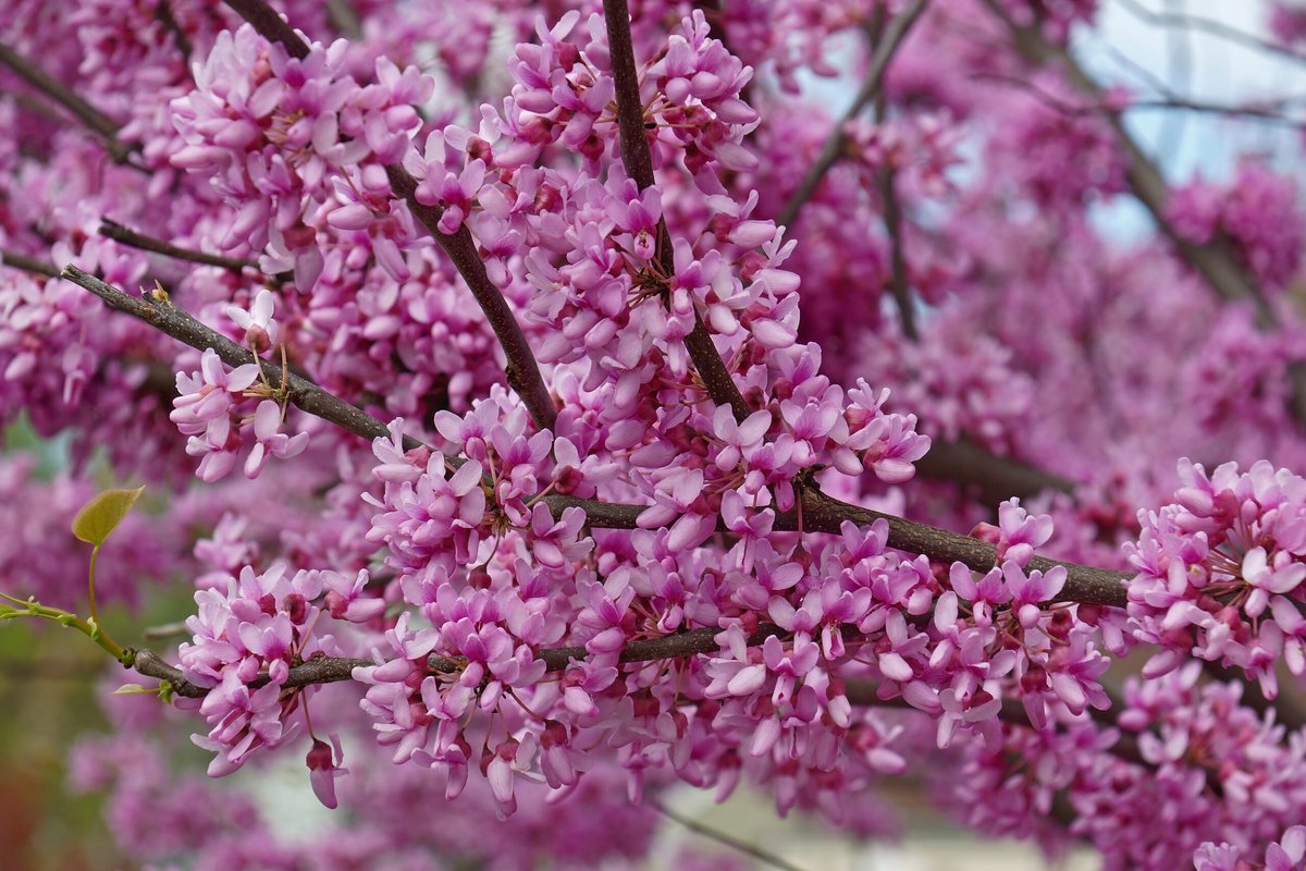Cercis siliquastrum, Judasboom, Hoogte 60-80cm, 2 liter pot