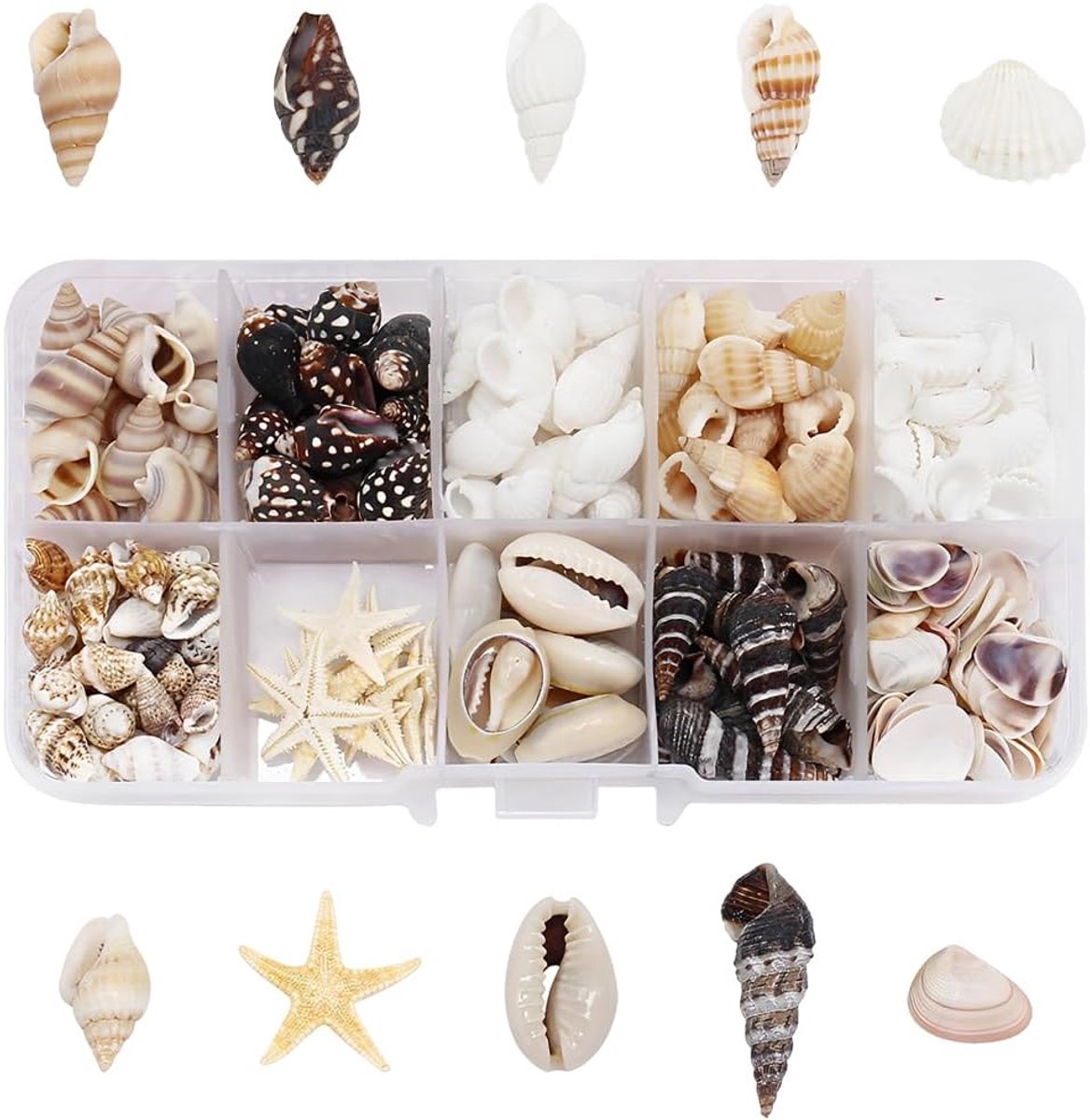 decoratieve schelpen 210 stuks - gemengd en niet geboord - ideaal voor vaasvulling - perfect voor handwerk - ShopVlot