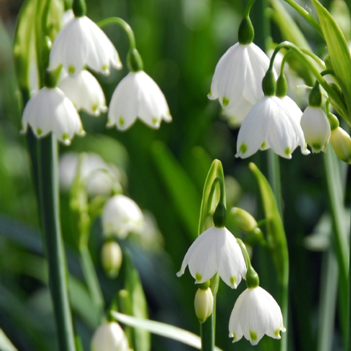 Leucojum Gravetye Giant | 10 stuks | Wit | Leucojumbollen